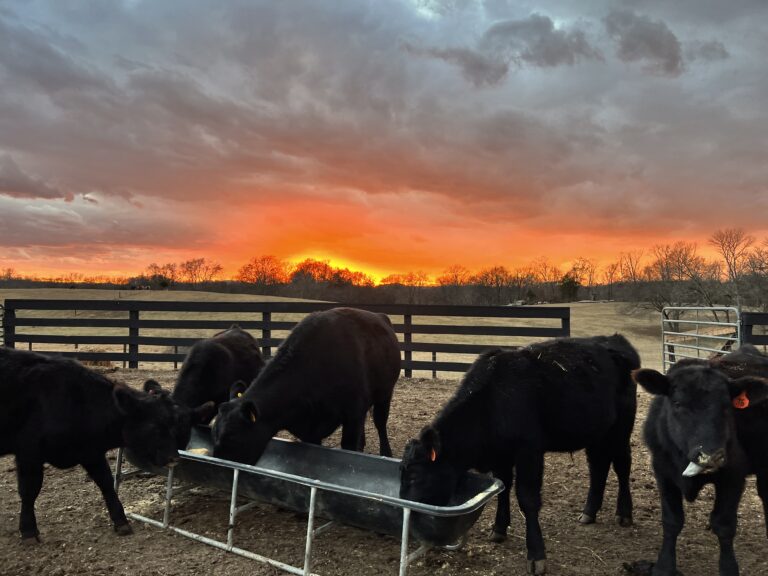 Developing Leadership Through The Horsemanship Program: A Year at Riverbend Ranch