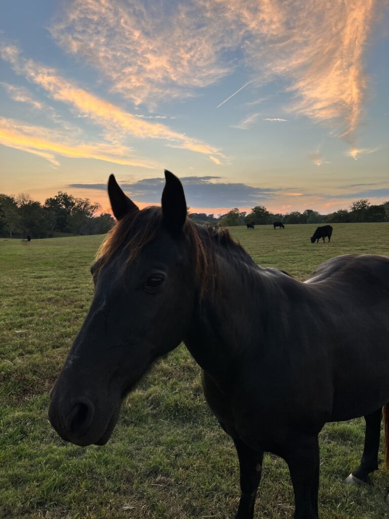 Fostering Responsibility Through Horsemanship - Riverbend Ranch